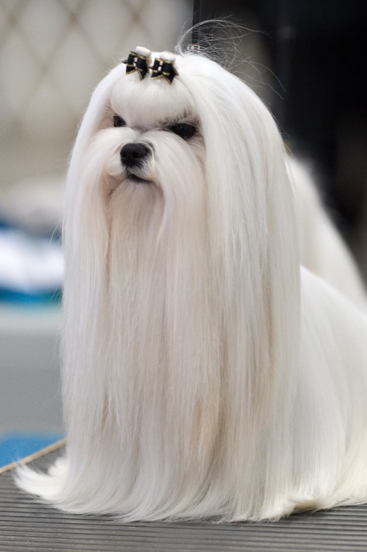 Bichón Maltés — perro