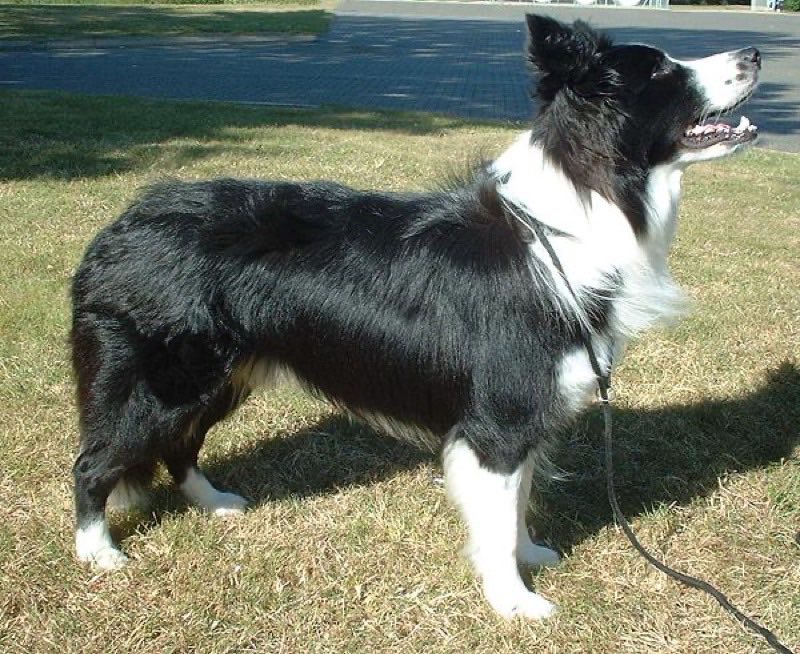 Border Collie — perro
