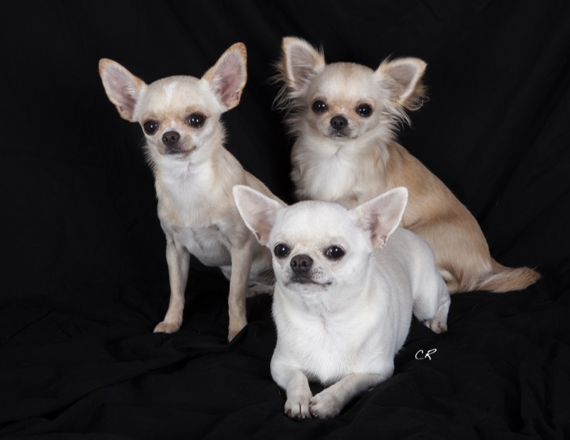 Chihuahua — perro