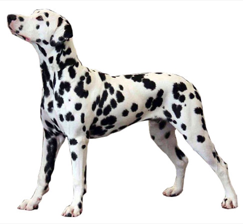 Dálmata — perro
