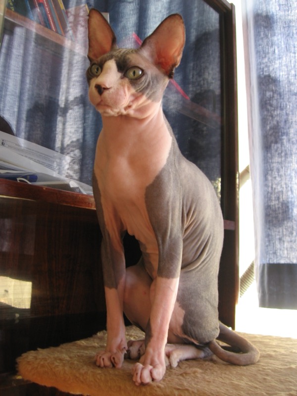 Gato Esfinge (Sphynx) — gato