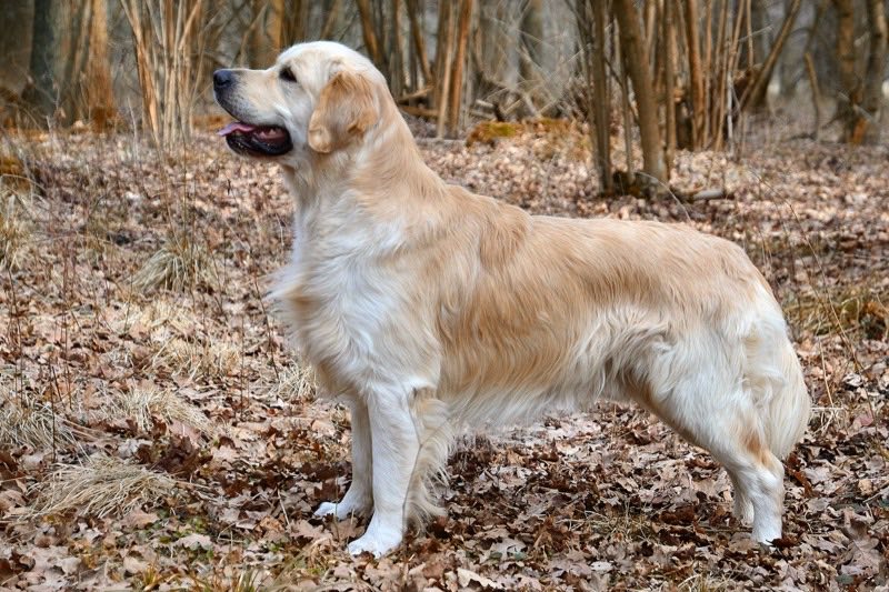 Golden Retriever — perro