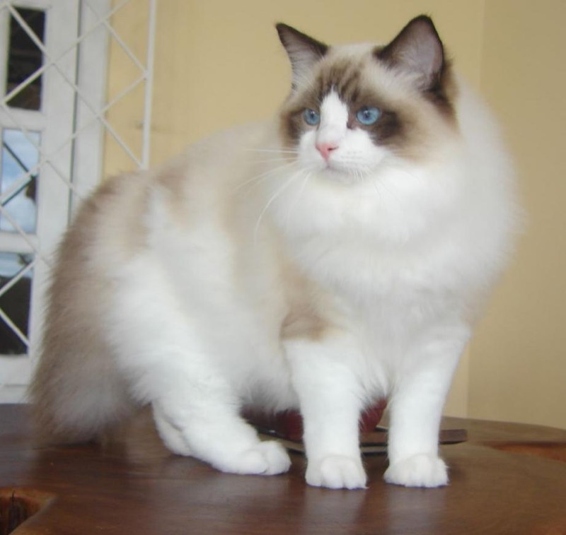 Gato Ragdoll