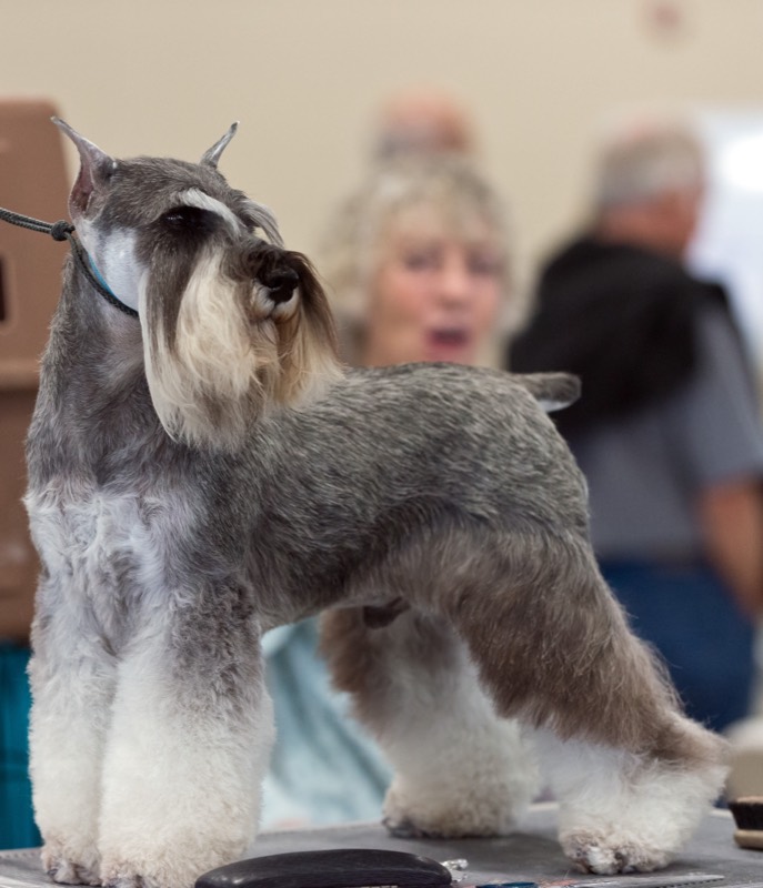 Schnauzer Miniatura — perro