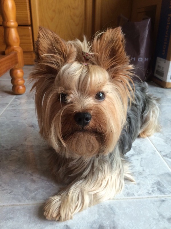 Yorkshire Terrier — perro